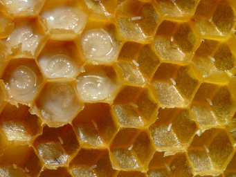 A honeycomb grid